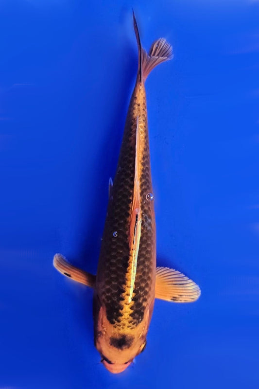 Tancho Matsuba - 23cm