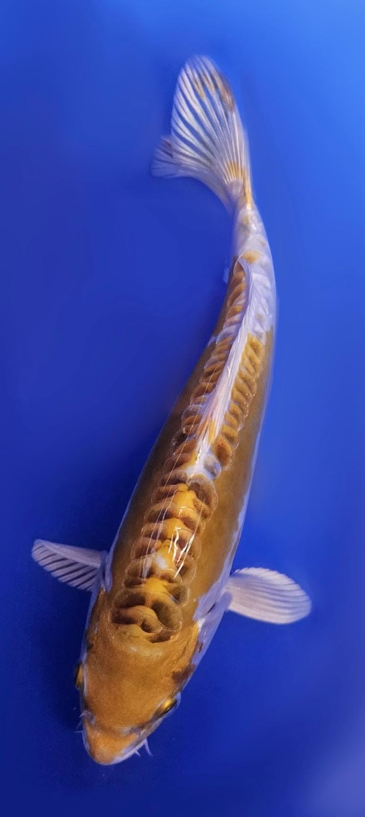 Yellow Dragon - 20cm