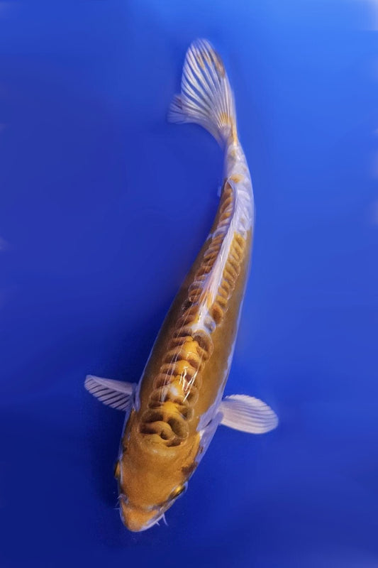 Yellow Dragon - 23cm