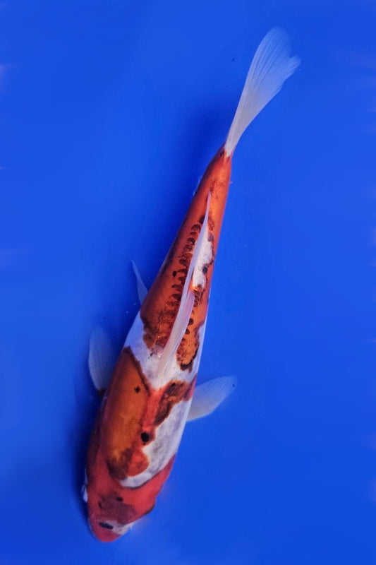 Doitsu Goromo - 23cm