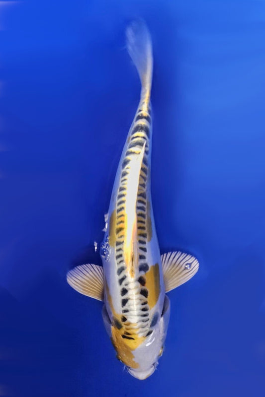 Yellow Dragon - 22cm