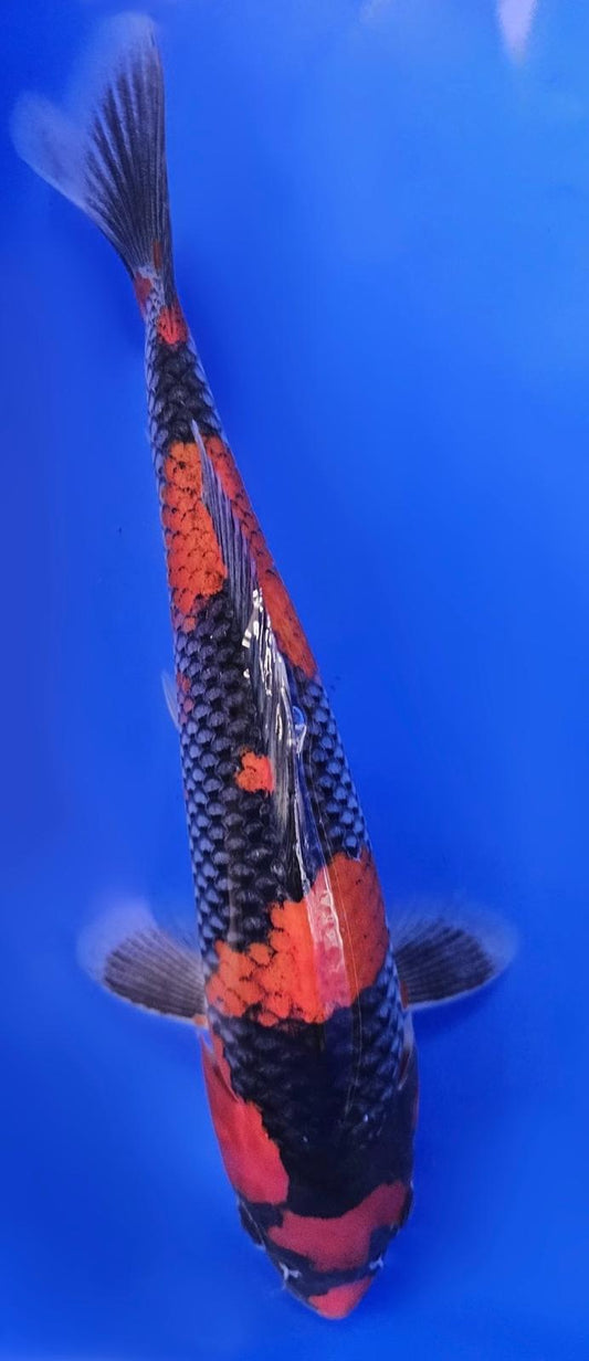 Goshiki - 22cm