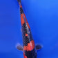 Goshiki - 22cm