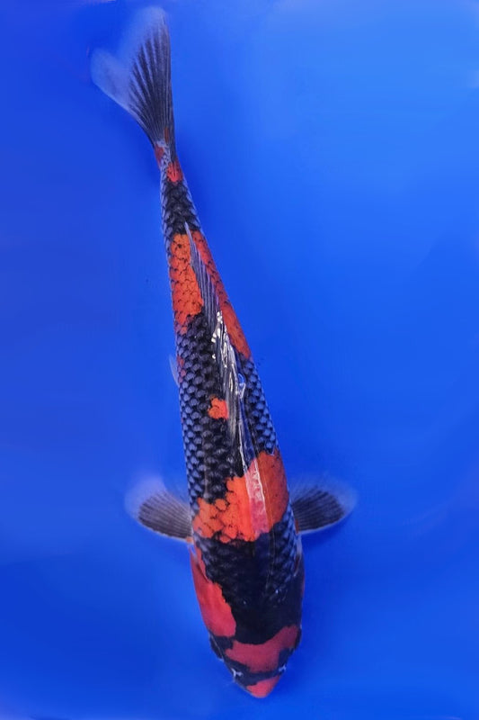 Goshiki - 22cm
