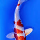 Kujaku - 23cm