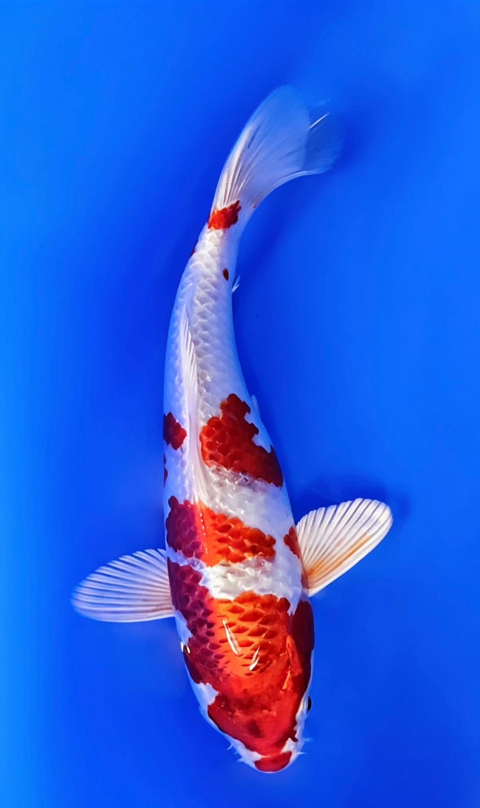 Kujaku - 23cm
