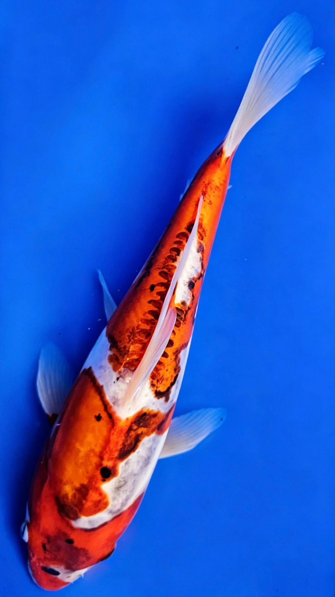 Doistu Goromo Metalic - 23cm
