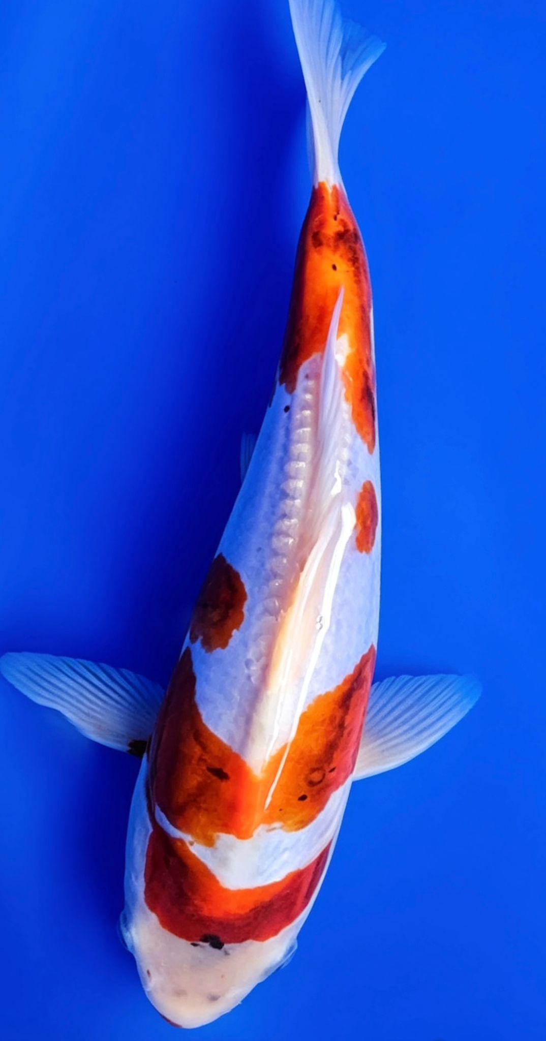 Doitsu Goromo - 23cm
