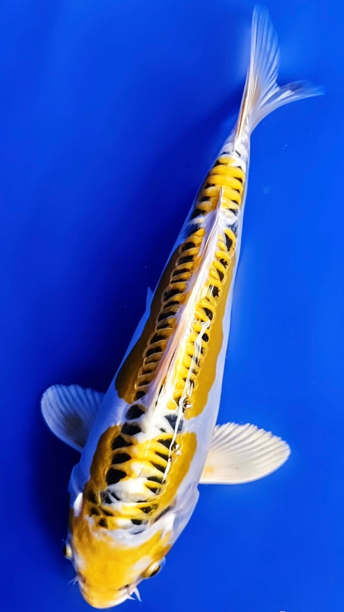 Yellow Dragon - 23cm