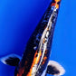 Beni Kikokuryu - 23cm