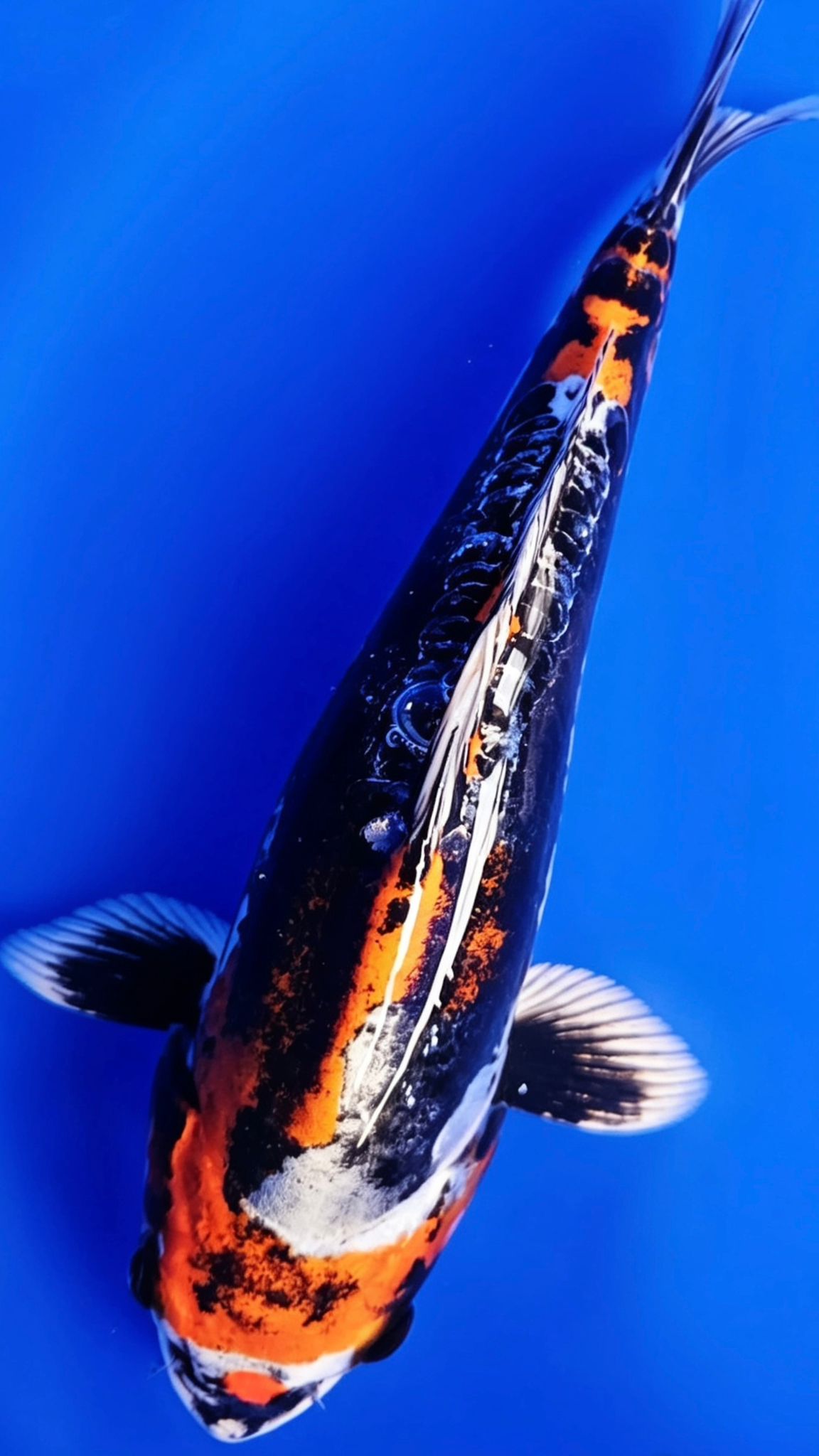 Beni Kikokuryu - 23cm