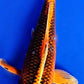 Tancho Matsuba - 23cm