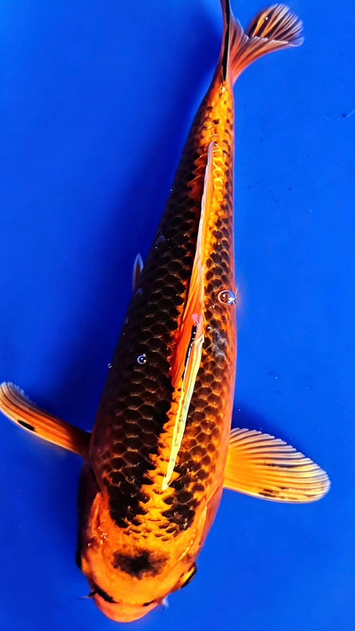 Tancho Matsuba - 23cm