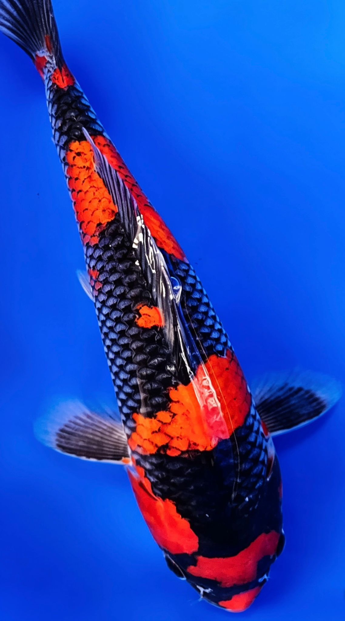 Goshiki - 22cm