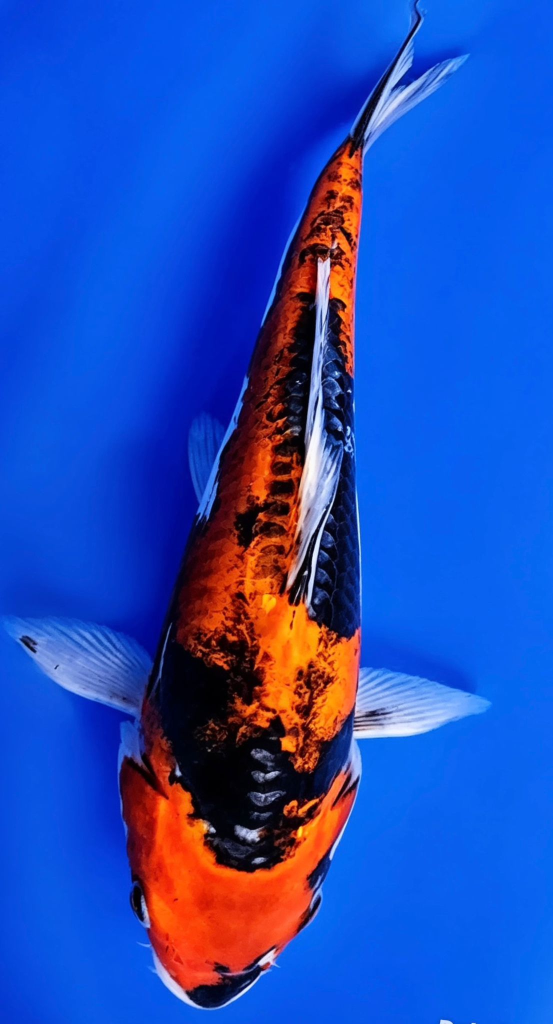 Goshiki - 23cm