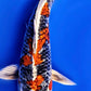 Kin Kujaku - 23cm