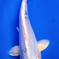 Doistu Tancho Sanke - 20cm