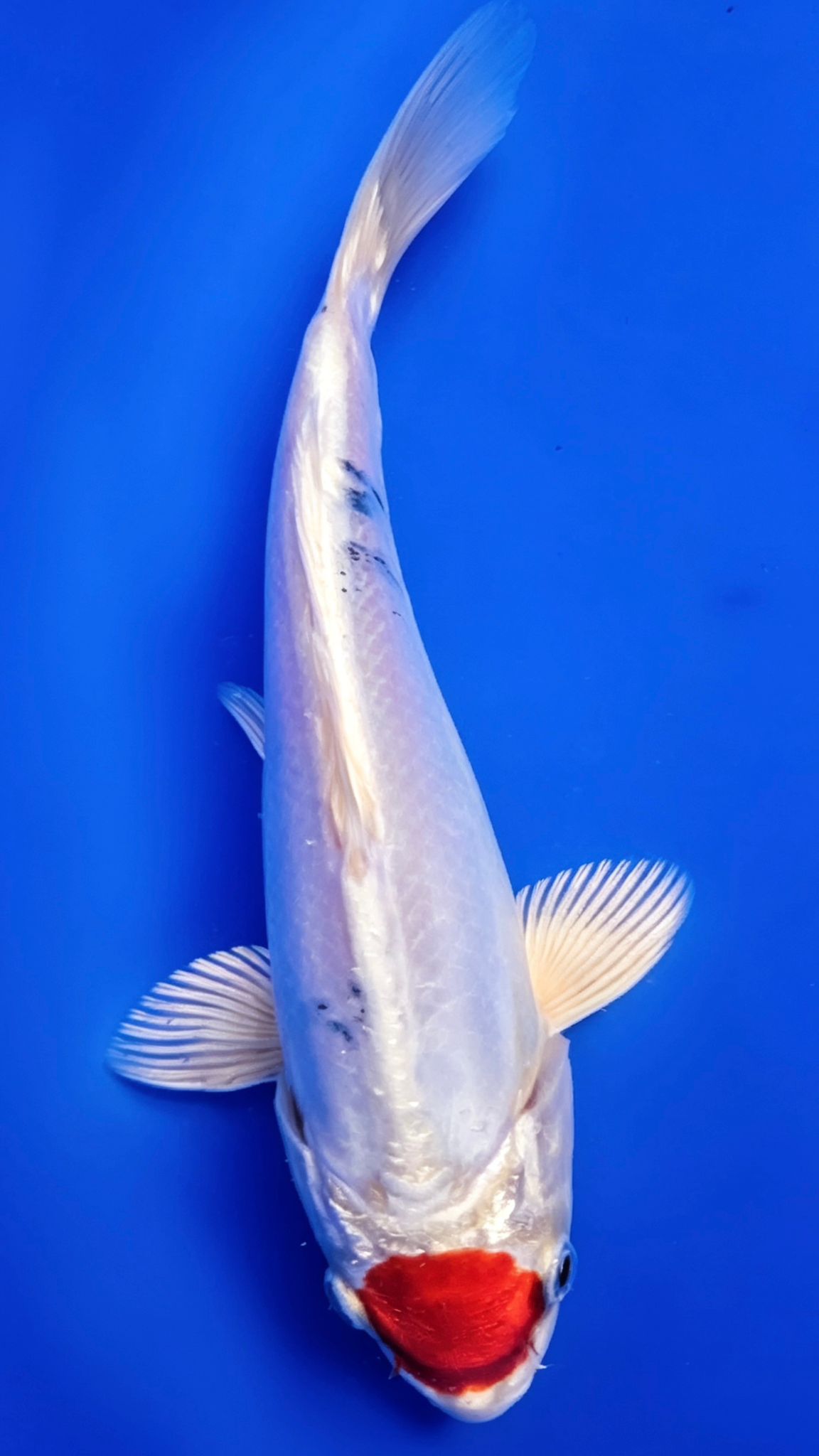 Doistu Tancho Sanke - 20cm