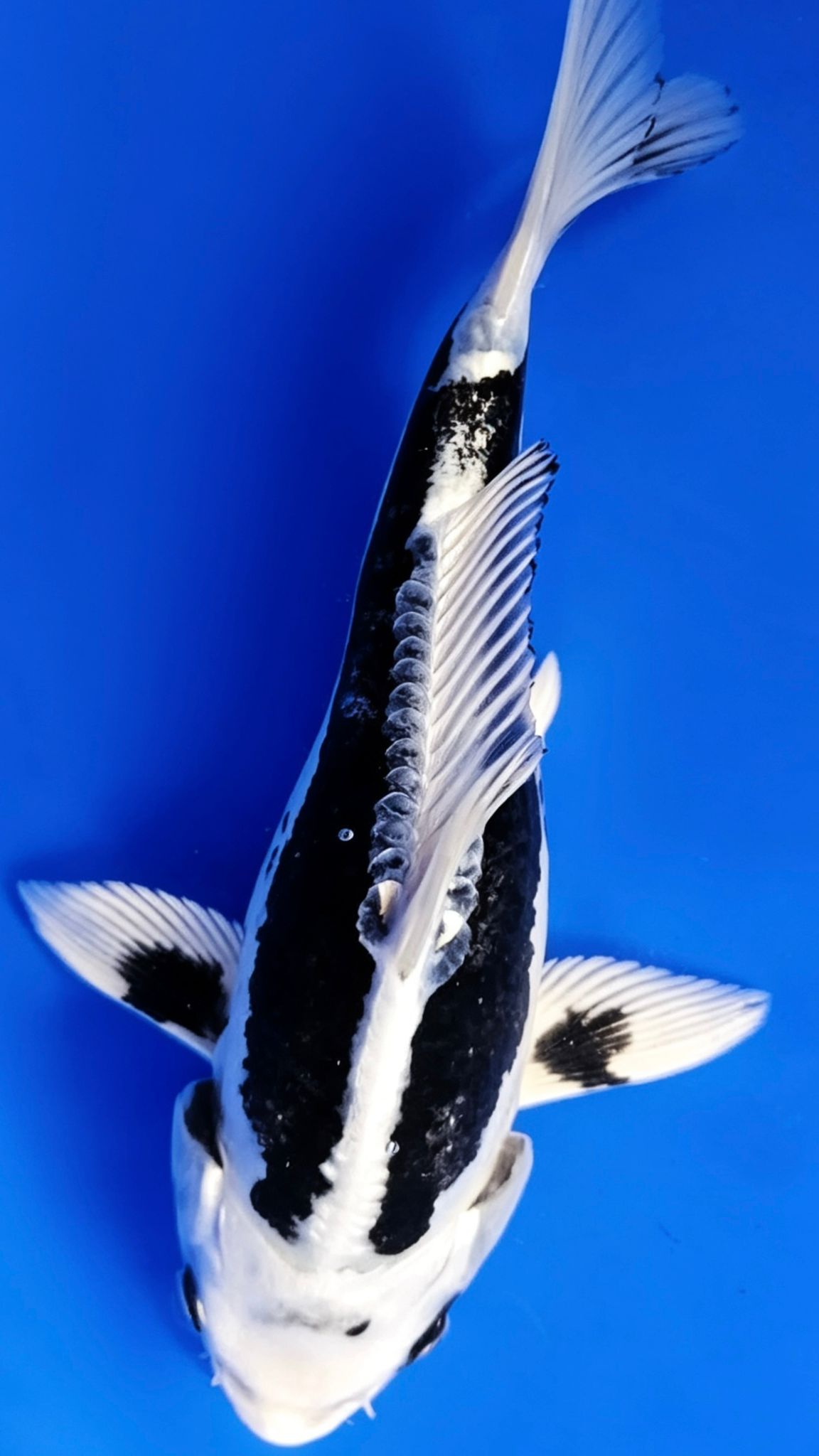 Kikokuryu - 23cm