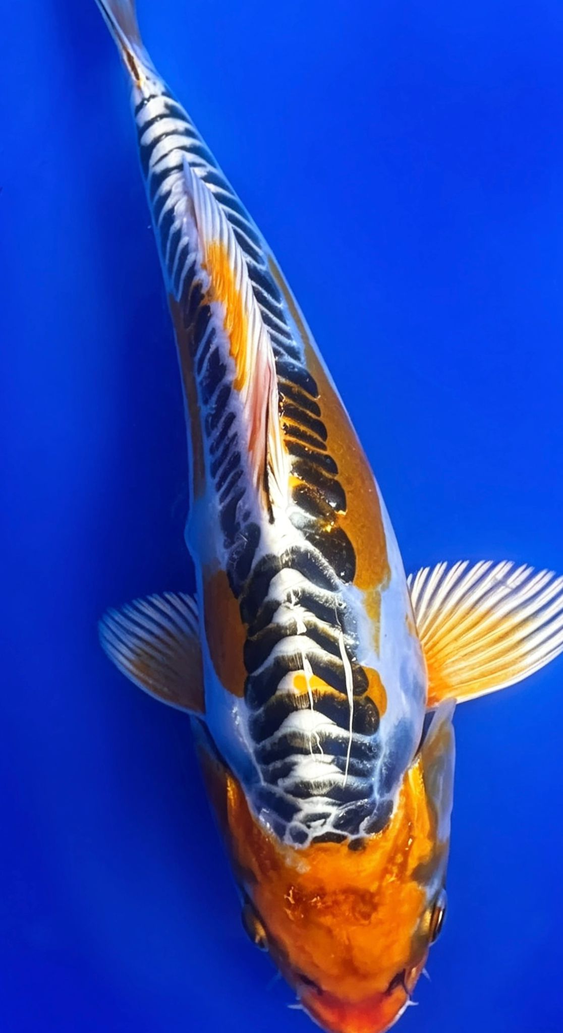 Yellow Dragon - 23 cm