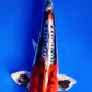 Beni Kikokuryu - 23cm