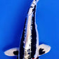 Beni Kikokuryu - 23cm