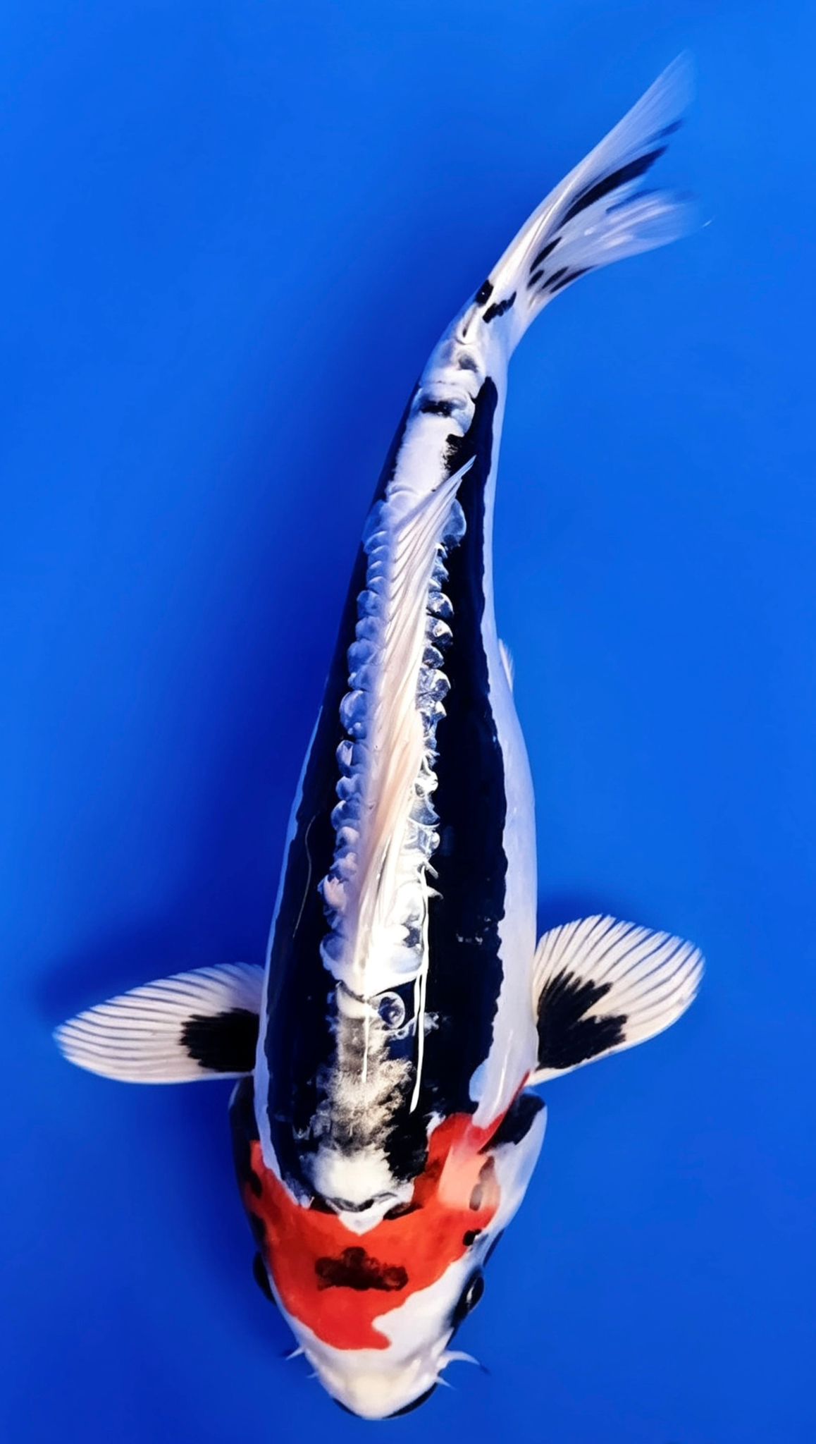 Beni Kikokuryu - 23cm