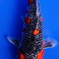 Goshiki - 23cm