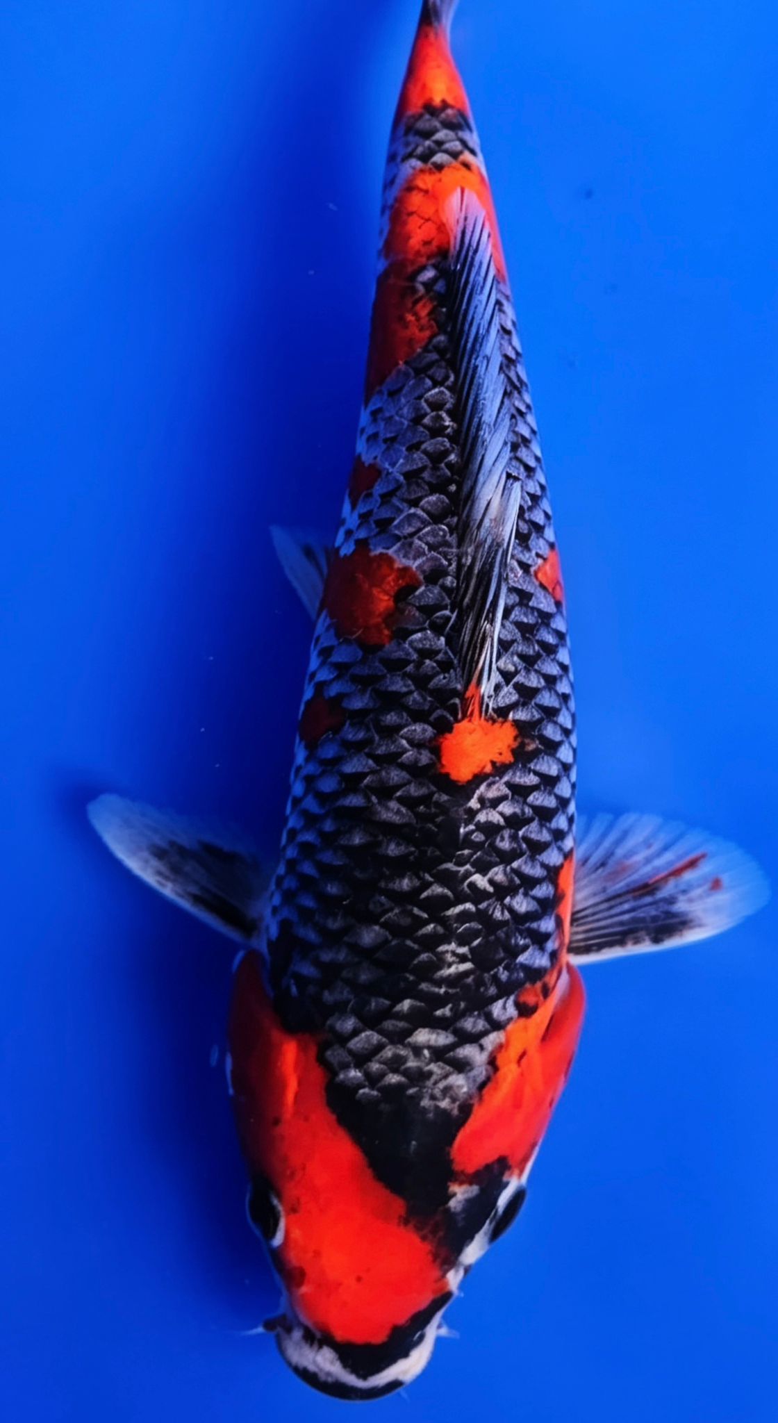Goshiki - 23cm