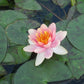 Nymphaea Aurora Water Lily