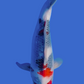 Omosaka Jumbo Tosai Showa - 34cm