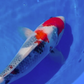 Omosaka Jumbo Tosai Showa - 34cm