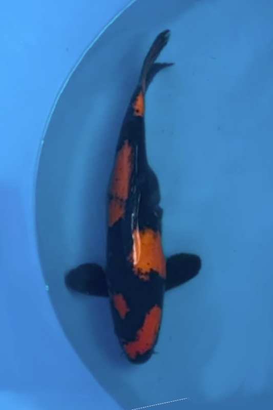 Hi Utsuri - 40cm