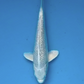 Platina Ogon - 30cm