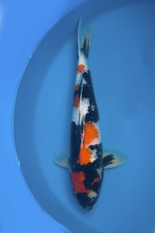 Omosaka Showa (with Certificate) - 58cm