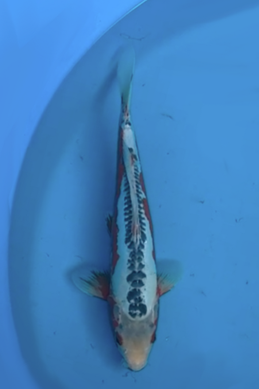 Shusui - 36cm