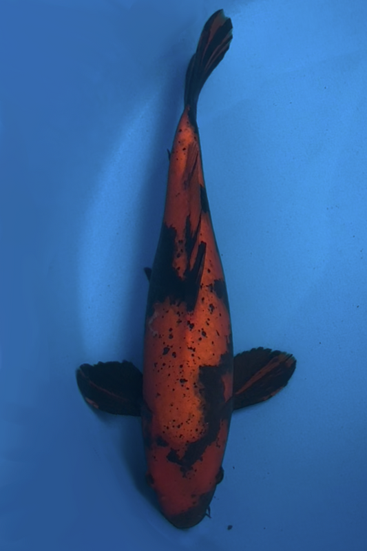 Hi Utsuri - 45cm