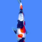 Maruten Showa - 35cm