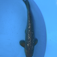 Saragoi - 35cm