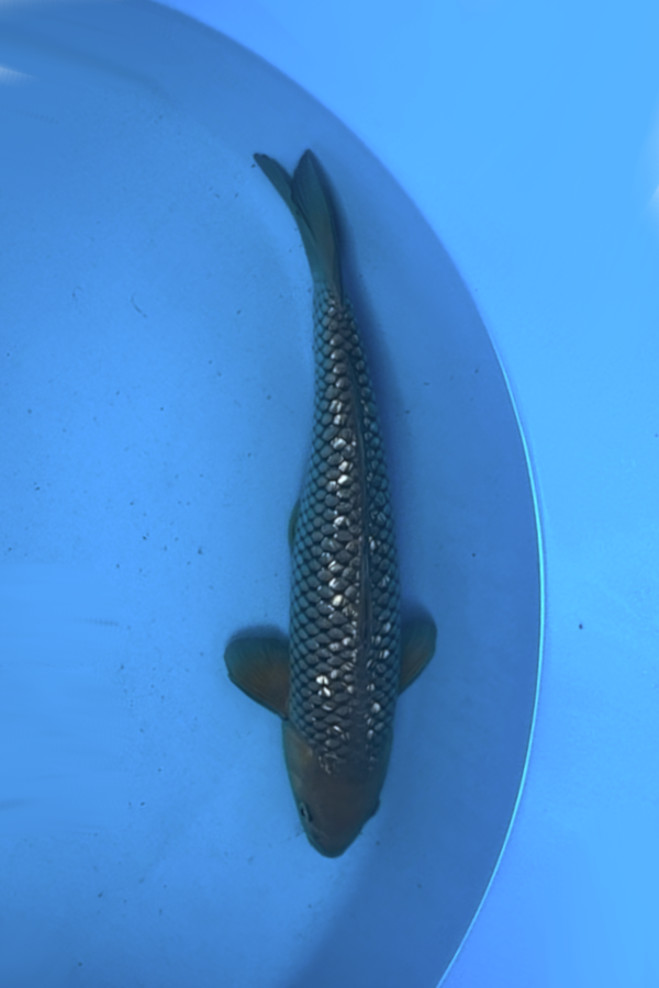 Saragoi - 35cm