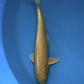 Yamabuki - 40cm