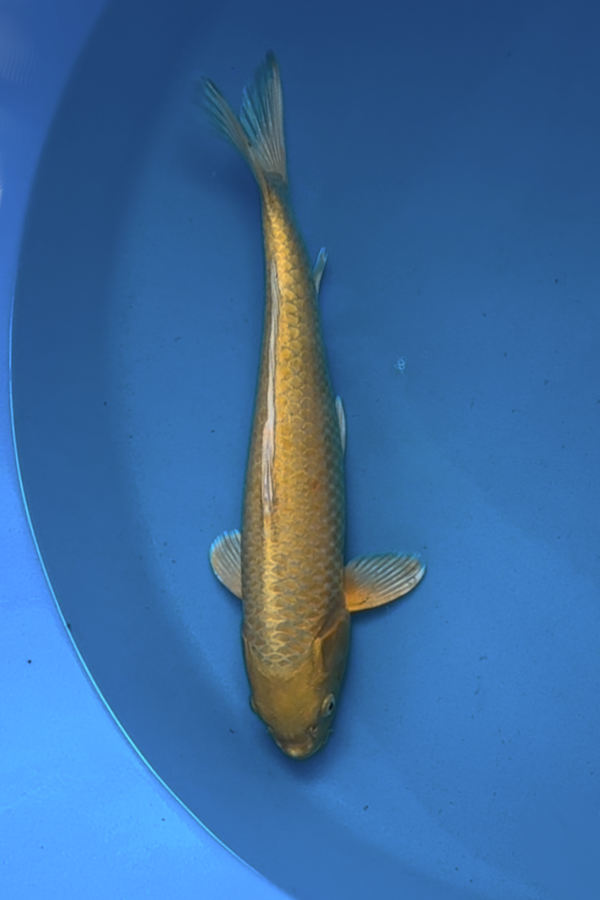 Yamabuki - 40cm