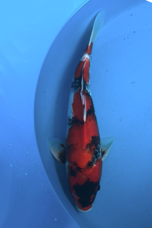 Omosaka Showa - 40cm
