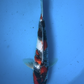 Omosaka Showa - 41cm