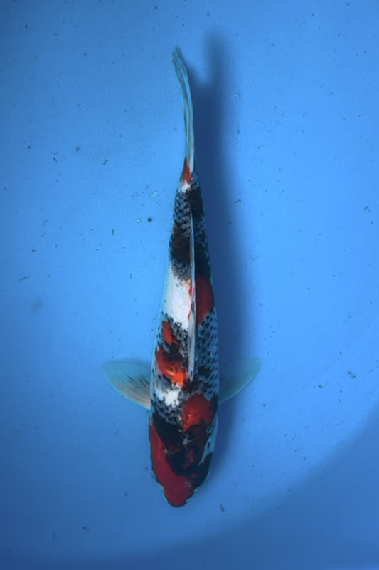 Omosaka Showa - 41cm
