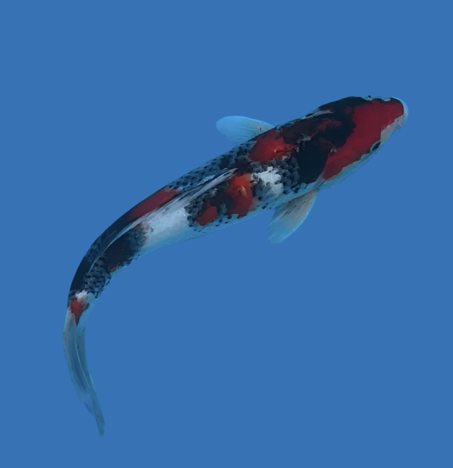 Omosaka Showa - 41cm