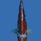 Kujaku - 42cm