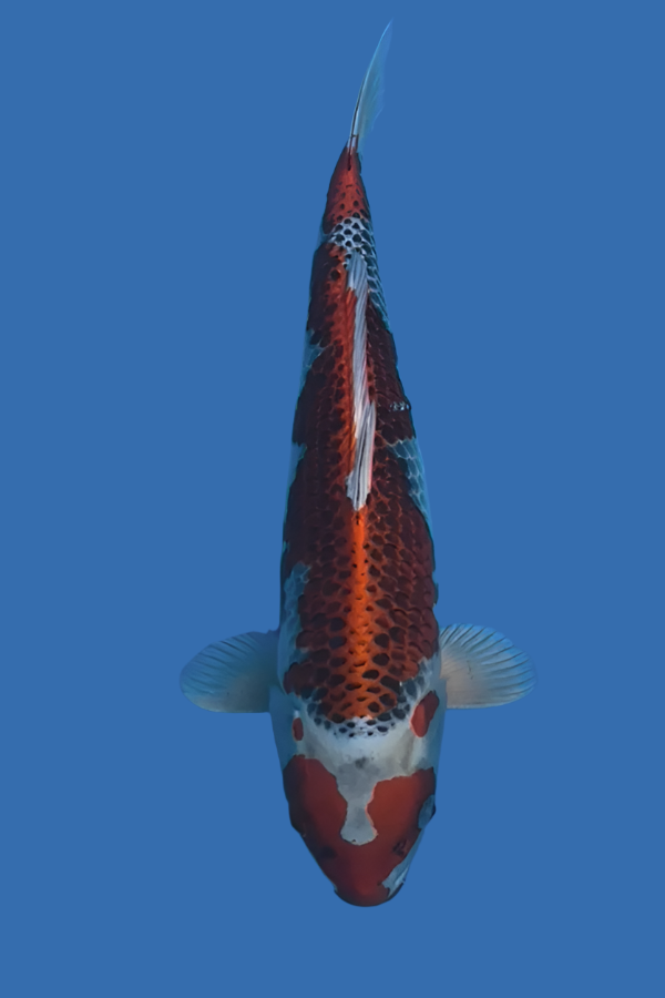 Kujaku - 42cm