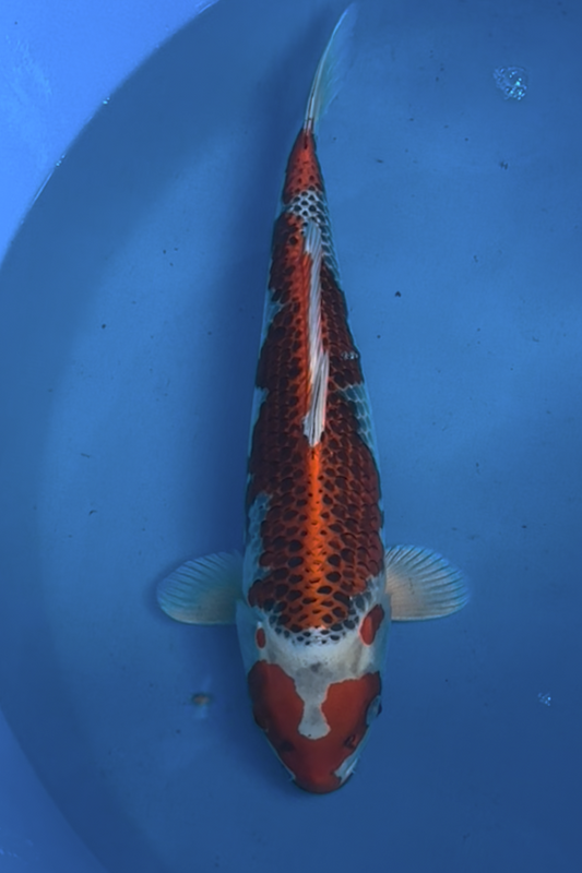 Kujaku - 42cm