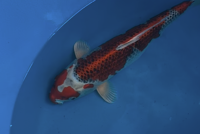 Kujaku - 42cm